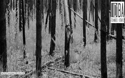 Claire Laude - Forêts incendiées